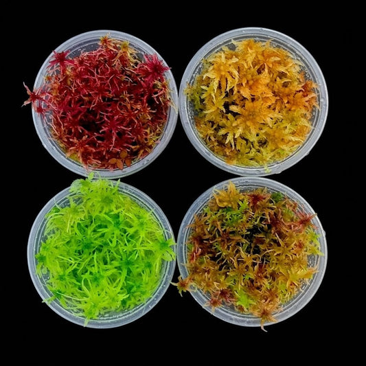 Red Yellow Green Multicolor Live Sphagnum Bog Moss Sustainable Micropropagated MossBoss 