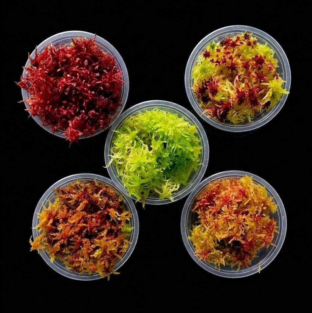 Red Yellow Green Multicolor Live Sphagnum Bog Moss Sustainable Micropropagated MossBoss 