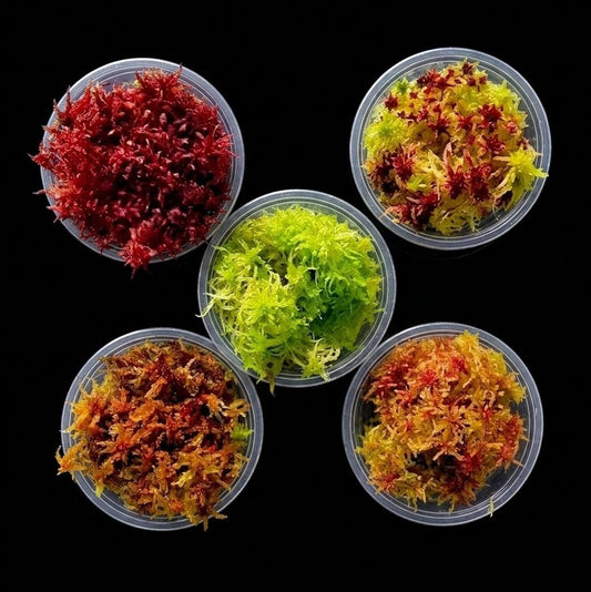 Red Yellow Green Multicolor Live Sphagnum Bog Moss Sustainable Micropropagated MossBoss 