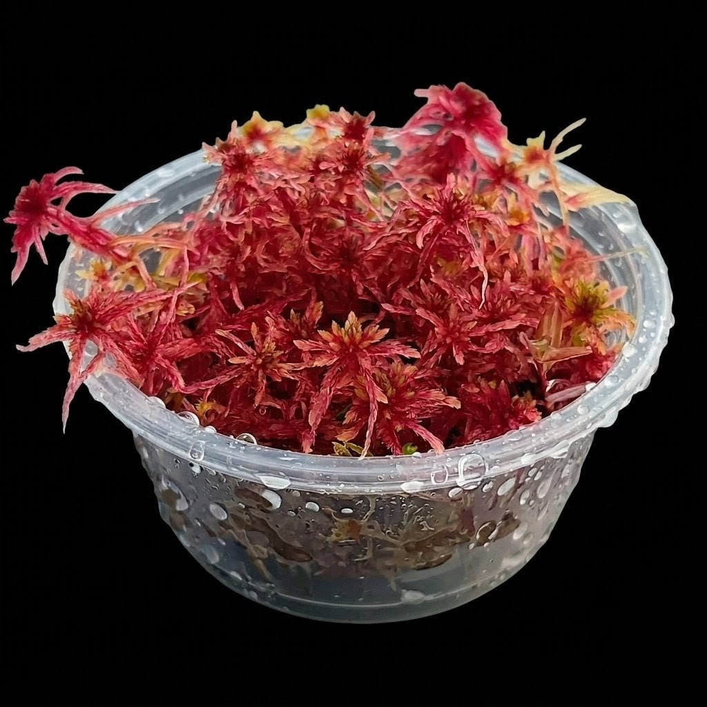 Red Live bog Moss sphagnum Sustainable Micropropagated MossBoss 