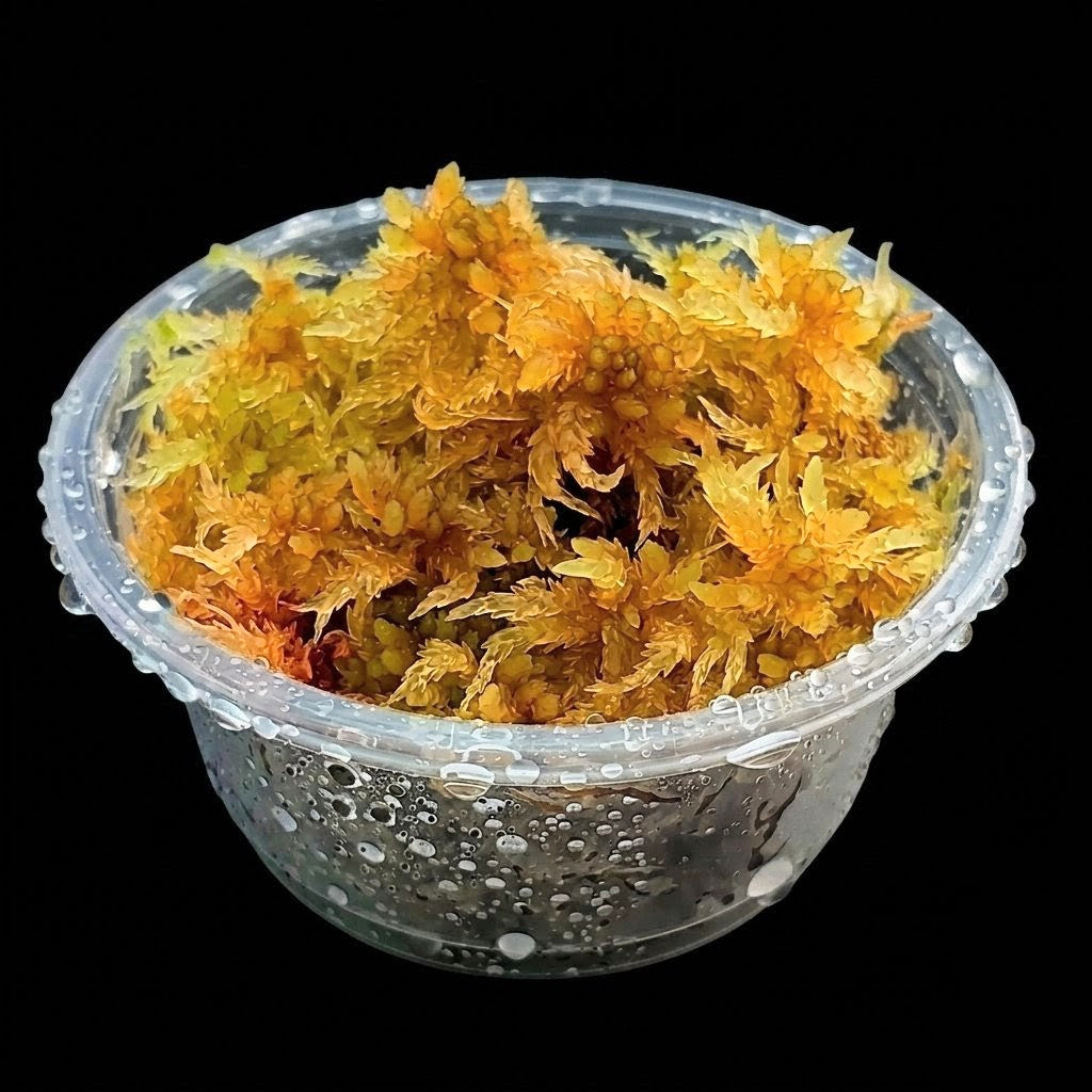 Yellow Ámber Gold Living Sphagnum Moss Sustainable Micropropagated MossBoss 