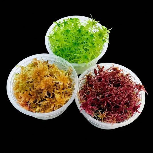 Red Yellow Live Sphagnum Moss Fresh real natural bog Moss Sustainable Micropropagated MossBoss 