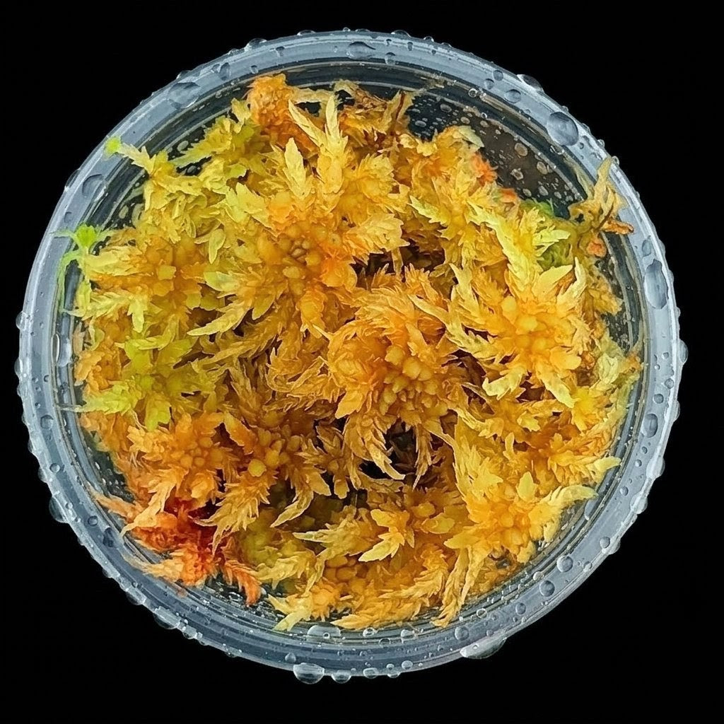 Amber Gold Yellow Fresh Natural Sphagnum bog Moss Sustainable Micropropagated MossBoss 