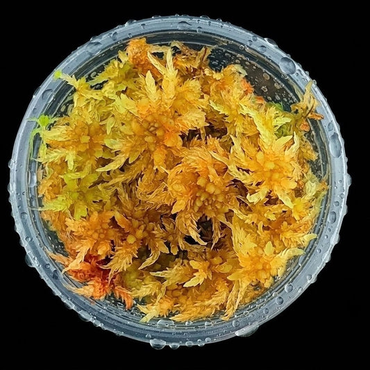 Amber Gold Yellow Fresh Natural Sphagnum bog Moss Sustainable Micropropagated MossBoss 