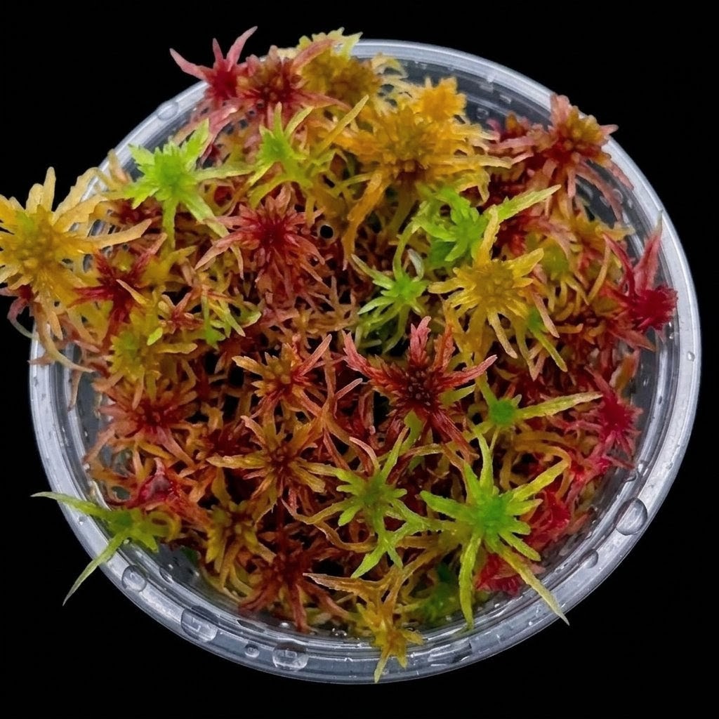 Mix multicolor red Yellow Green Live Sphagnum Bog Moss Sustainable Micropropagated MossBoss 