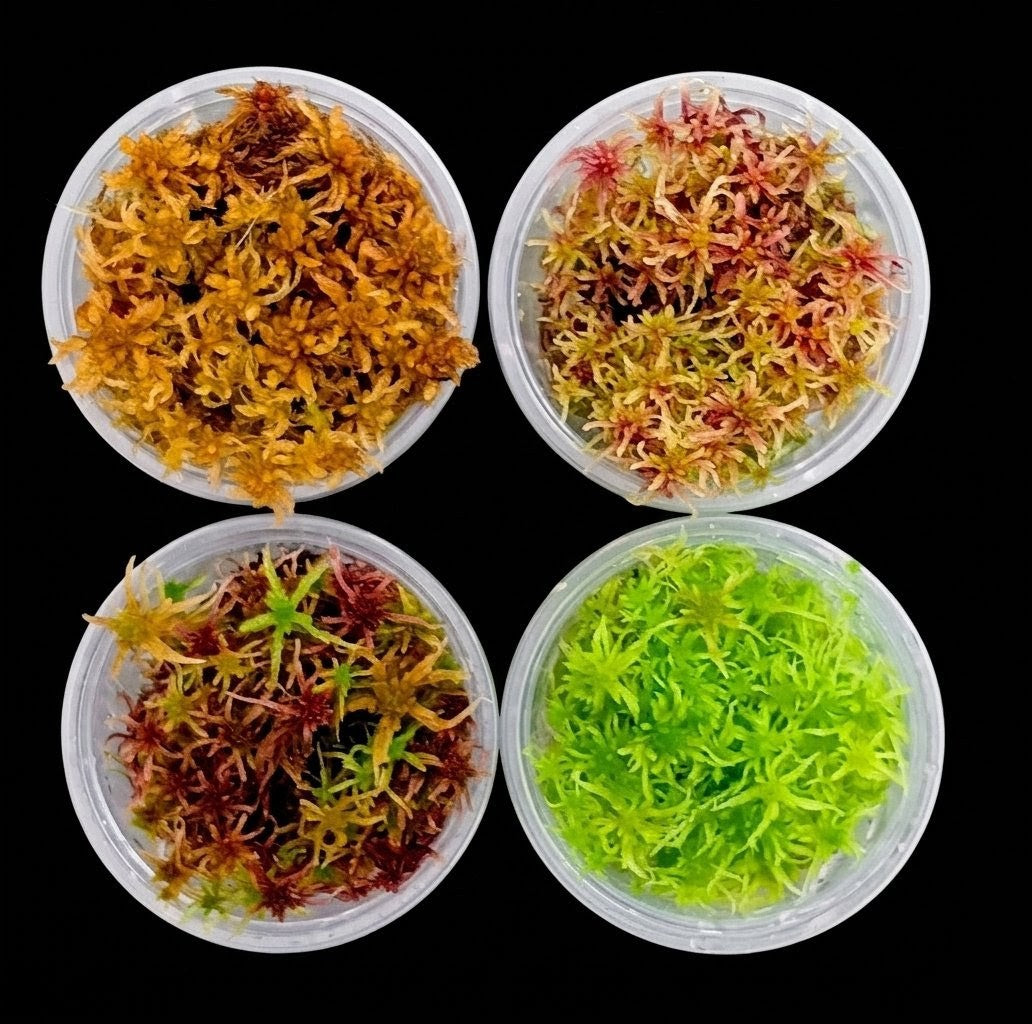 Red Yellow Green Multicolor Fresh rel natural Living Sphagnum Bog Moss Sustainable Micropropagated MossBoss 