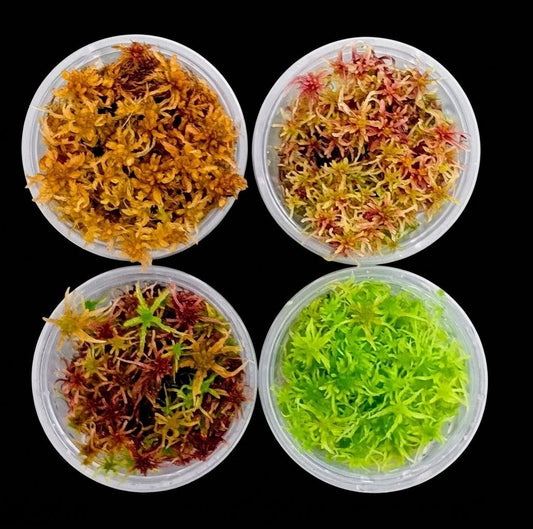 Red Yellow Green Multicolor Fresh rel natural Living Sphagnum Bog Moss Sustainable Micropropagated MossBoss 