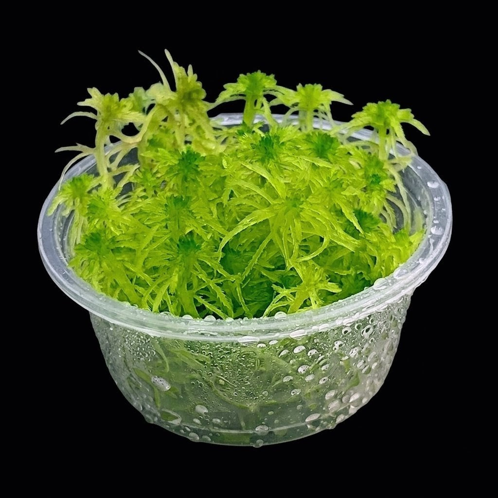 Living Fresh Natural Sustainable Micropropagated Live Sphagnum Bog Moss Green 