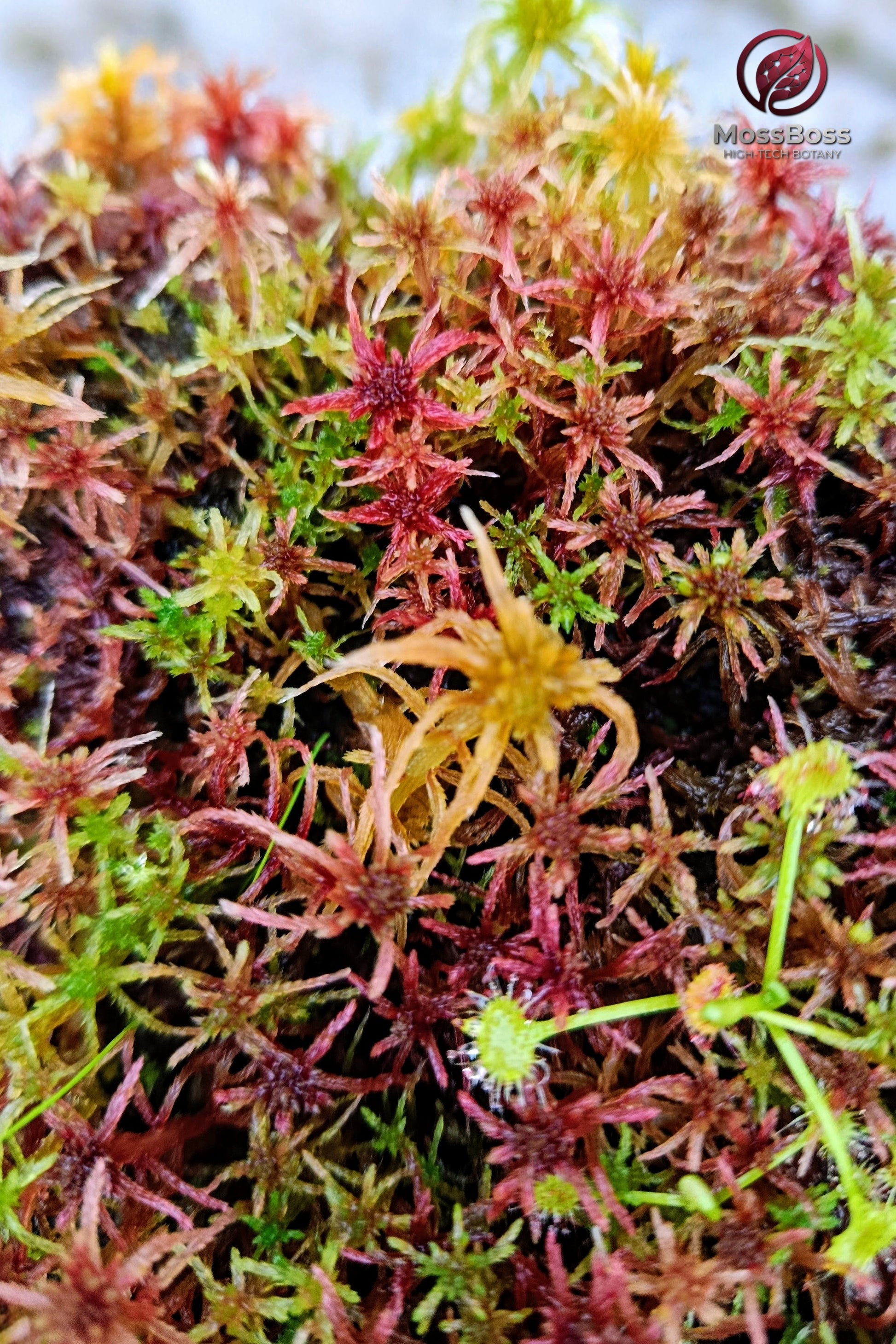 Live Sphagnum Peat Moss Red Yellow Green Multicolor Sustainable Micropropagated growing Fresh natural Clean and Pest Free best bio substrate moss Terrarium.
