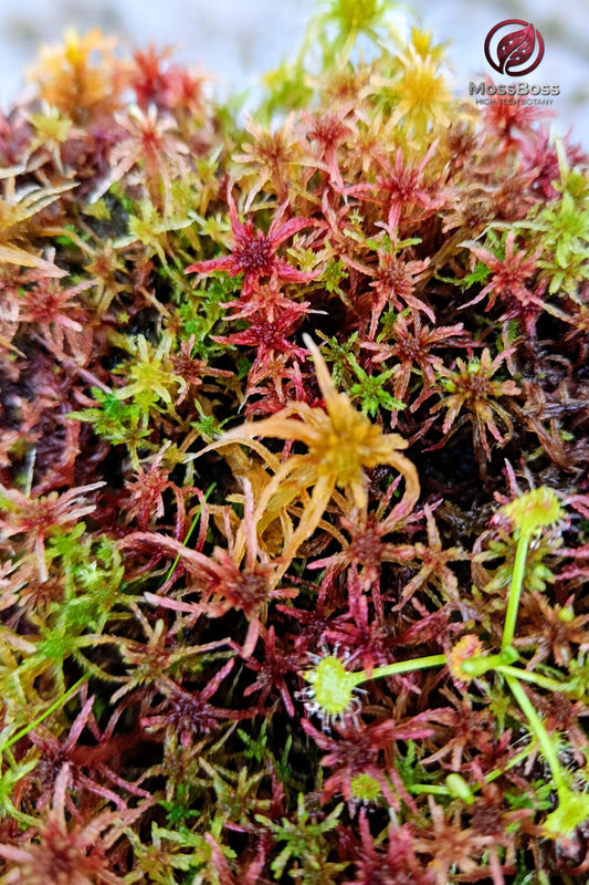 Live Sphagnum Moss Red Yellow Green Multicolor Sustainable HIGH TECH MossBoss 