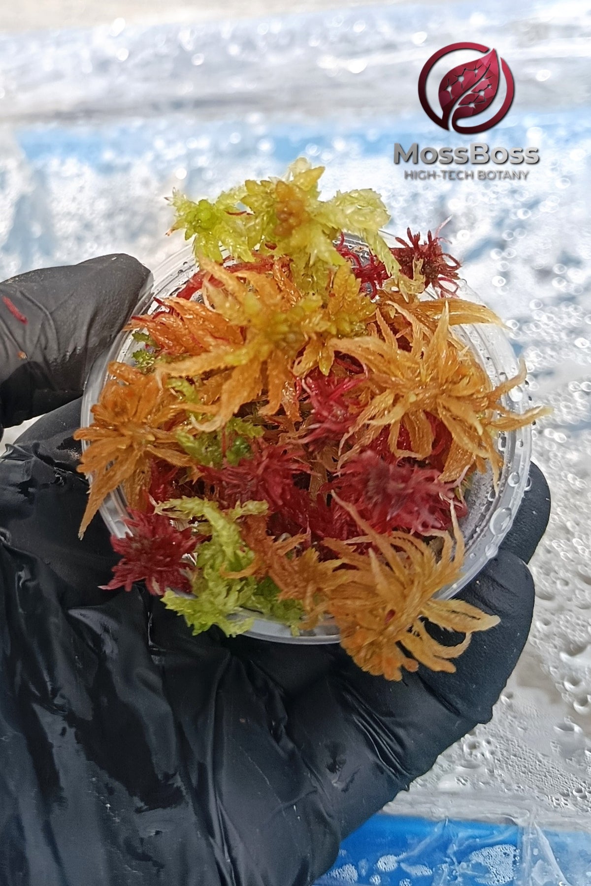 Red Yellow Green Fresh natural Live Sphagnum bog Moss Sustainable Micropropagated Clean and Pest Free bio substrate for Terrariums 