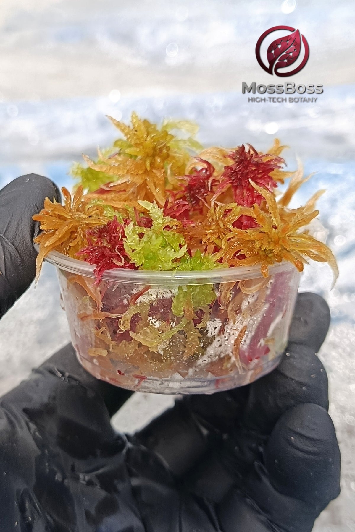 Live Sphagnum bog Moss Fresh natural red Yellow Green Multicolor Sustainable Micropropagated Clean and Pest Free best bio substrate for Closed Terrariums 