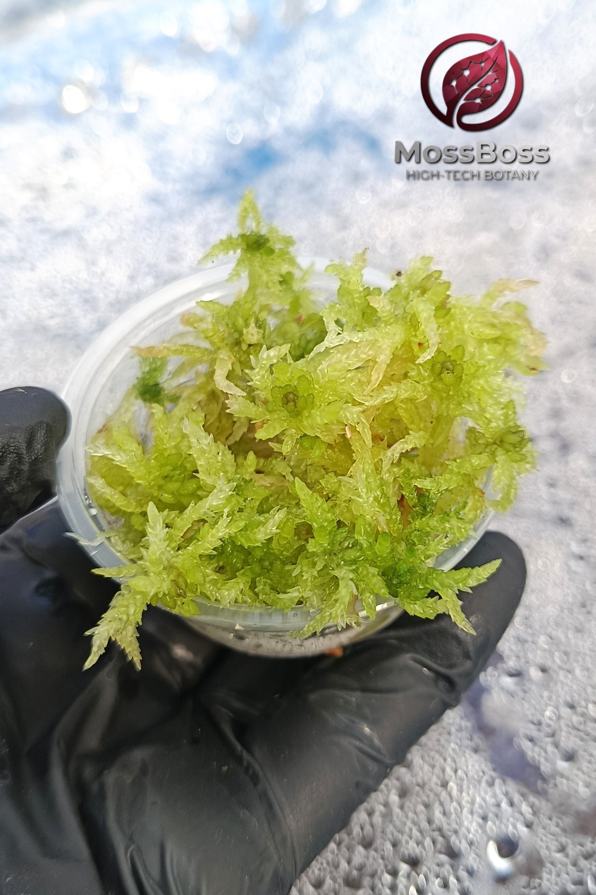 Mossarium with Live Sphagnum bog Moss Fresh natural real Sustainable Micropropagated Clean and Pest Free bio substrate 