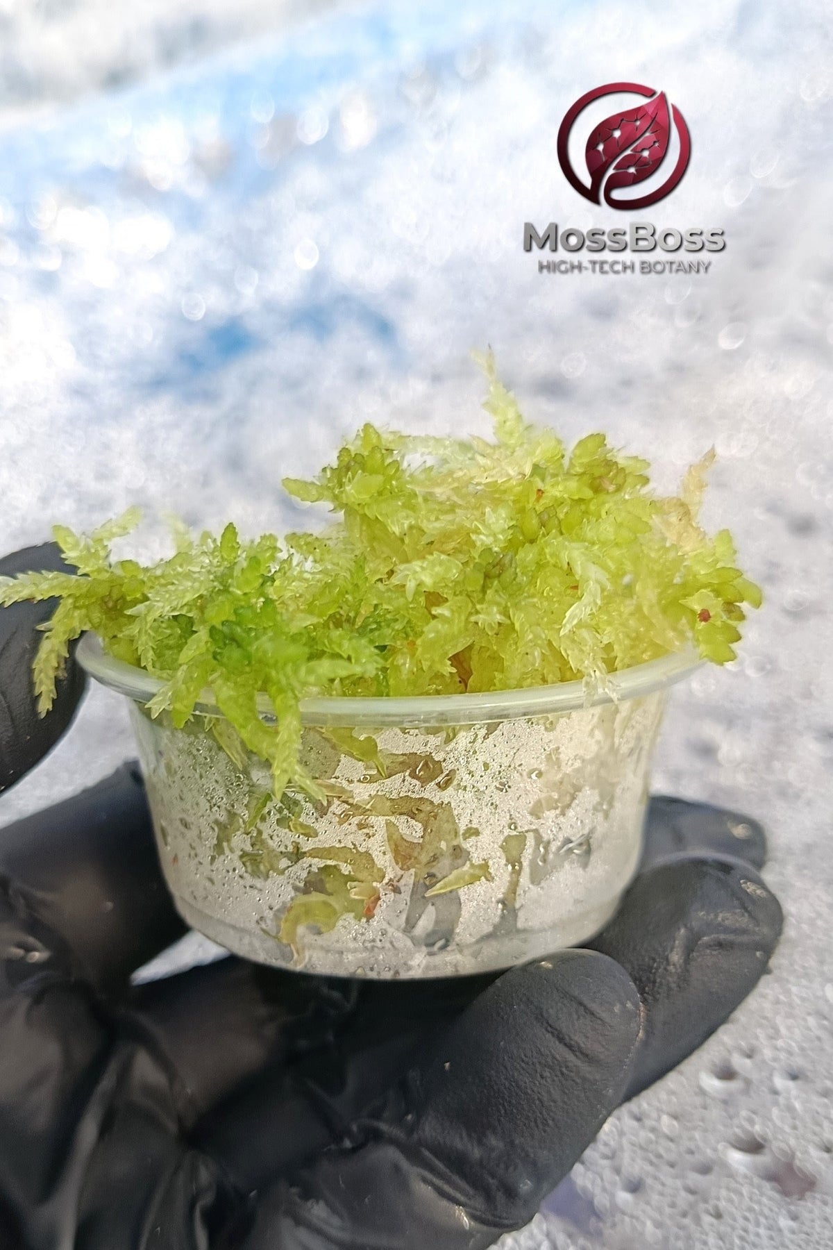 Closed Moss Terrariums with live Sphagnum bog Moss Fresh natural real Sustainable Micropropagated Clean and Pest Free bio substrate 