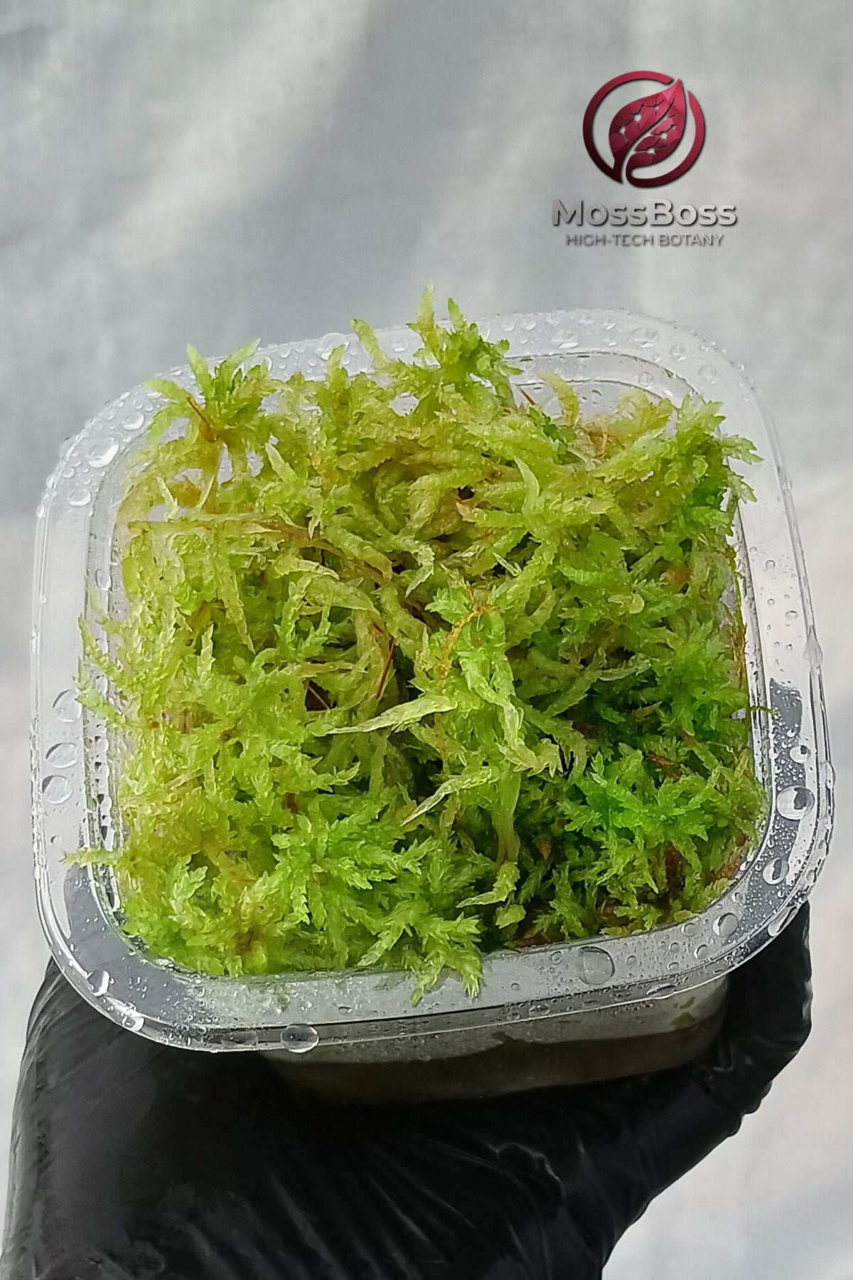 Natural Fresh real Live Sphagnum bog Moss Sustainable Micropropagated Clean and Pest Free bio substrate for Closed Terrariums 