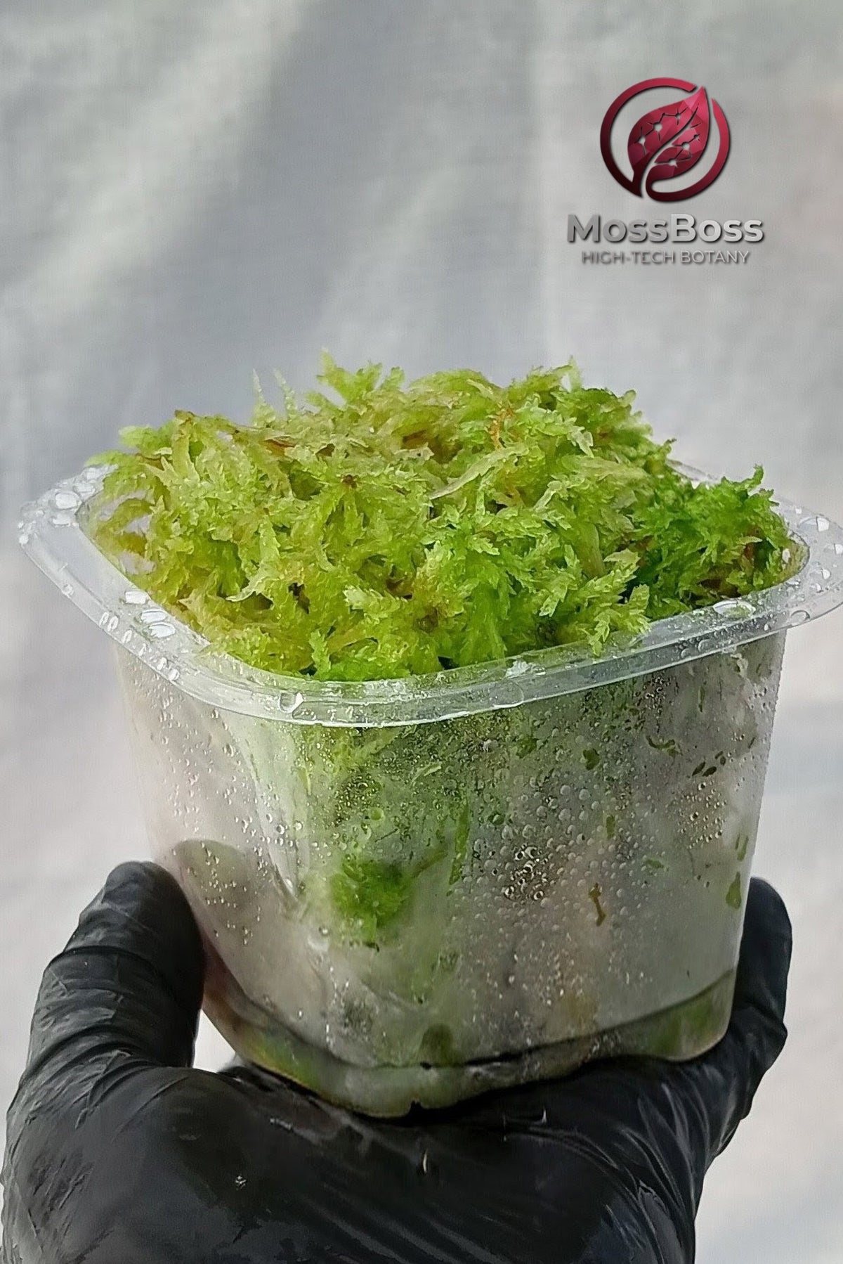 Growing Fresh natural Green live Sphagnum Moss Clean and Pest Free bio substrate for Terrariums 