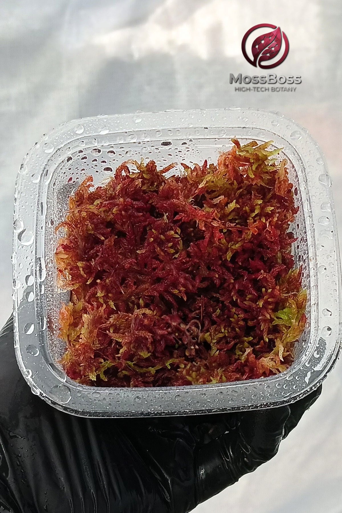 Grow Live Red sphagnum bog Moss Sustainable Micropropagated Clean and Pest Free bio substrate for Closed Terrariums MossBoss 