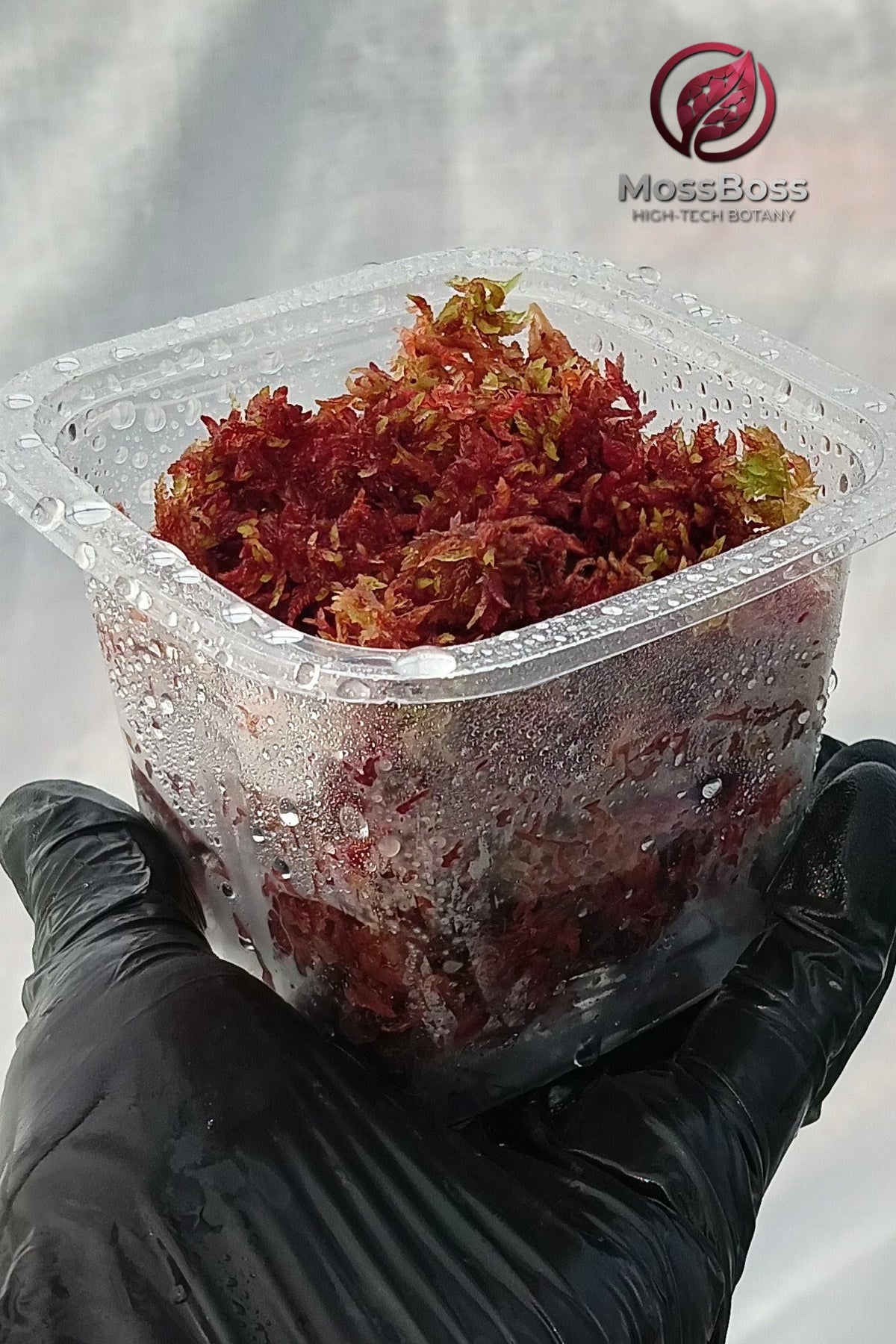 Red Fresh natural Live Sphagnum bog Moss Sustainable Micropropagated Clean and Pest Free best bio substrate for Closed Terrariums 