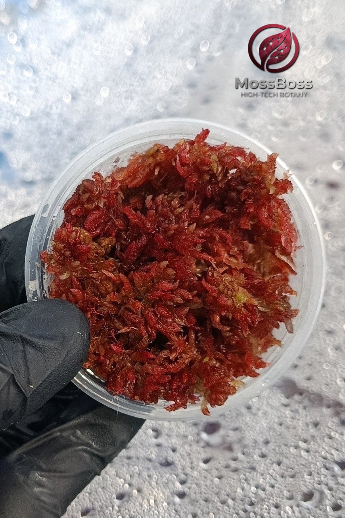 Red Live Sphagnum bog Moss Fresh natural real Sustainable Micropropagated Clean and Pest Free best bio substrate for Closed Terrariums 