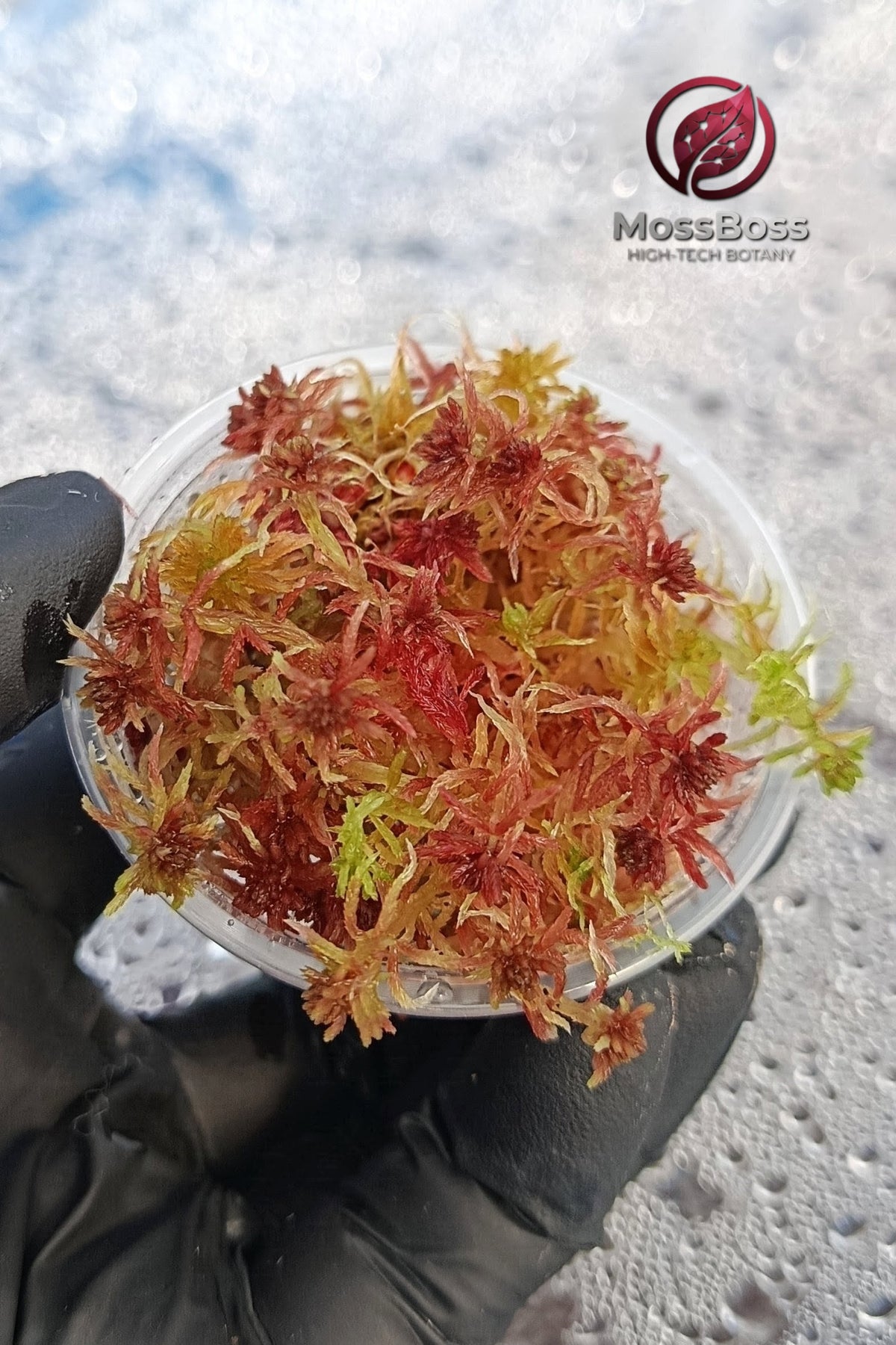Growing Red Yellow Green Multicolor Fresh natural real Live Sphagnum bog Moss Sustainable Micropropagated Clean and Pest best bio substrate for Closed Terrariums 