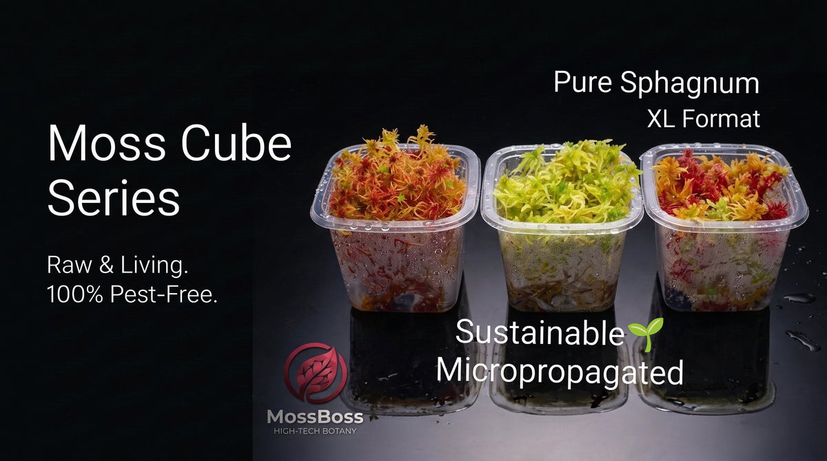 Grow Live Sphagnum bog Moss Sustainable Micropropagated Red Yellow Green Fresh natural Clean and Pest Free best bio substrate for Closed Terrariums 