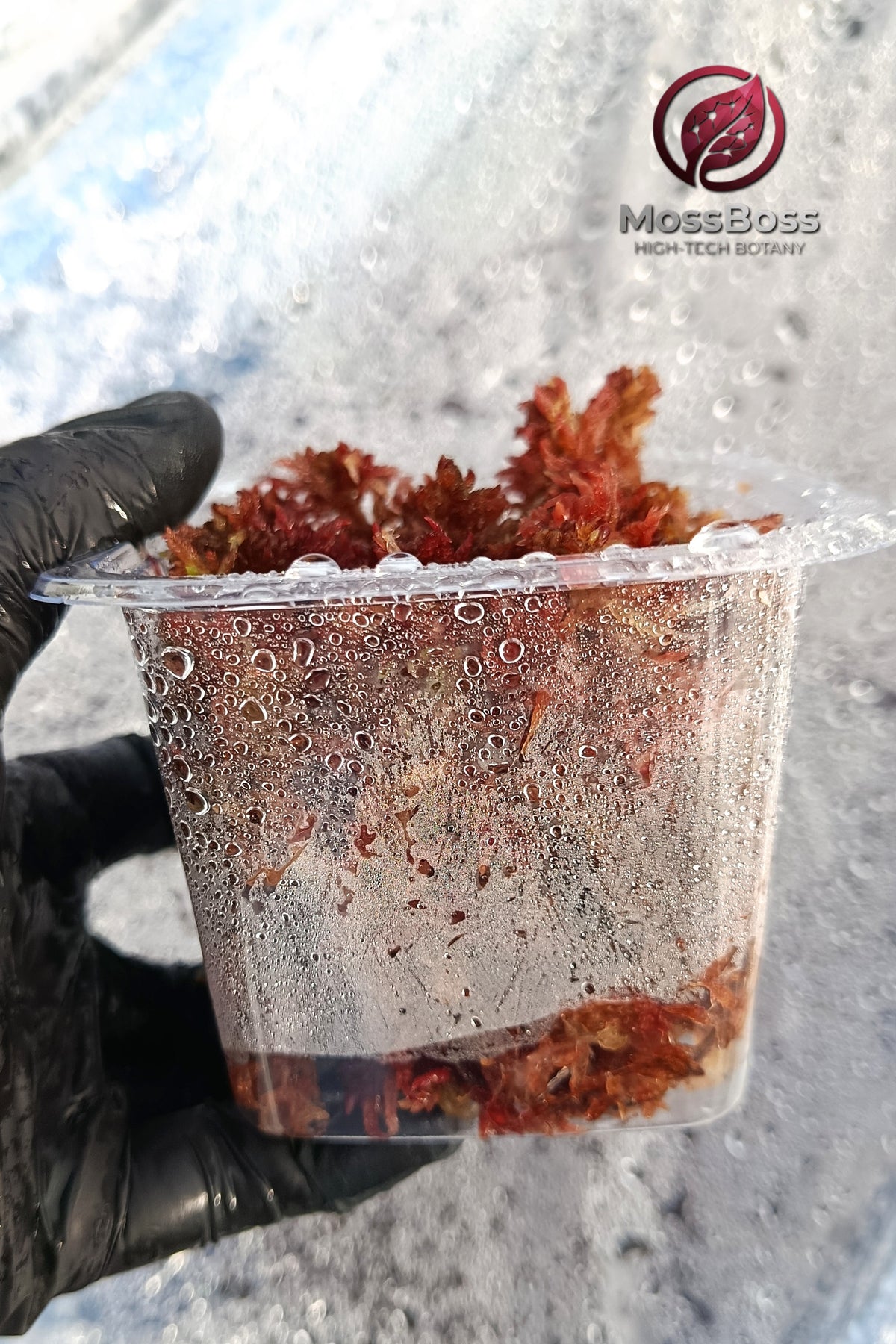 Mossarium with Fresh natural Live Red Sphagnum bog Moss Sustainable Micropropagated Clean and Pest Free substrate 