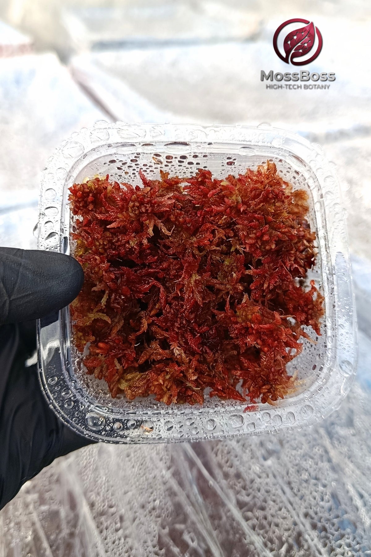 Moss Cube #04 with rich red live Sphagnum moss and copper highlights in a clear plastic container