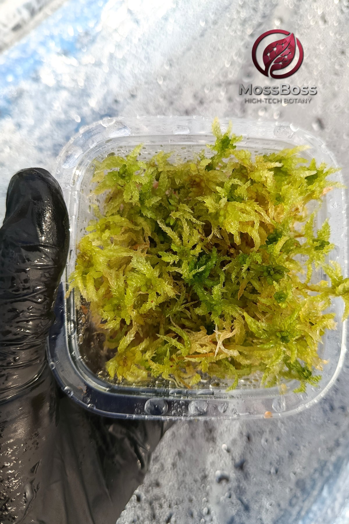 Live Sphagnum bog Moss Terrarium 