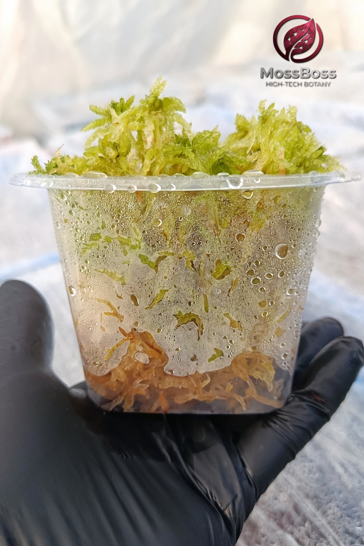 Moss Cube #03 with lime-green and yellow-green live Sphagnum moss in a clear plastic container