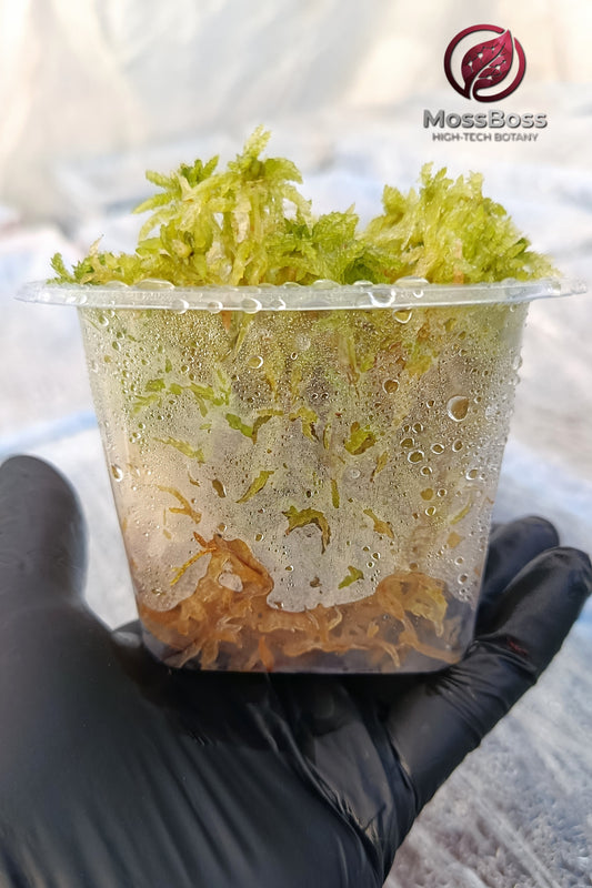 Moss Cube #03 with lime-green and yellow-green live Sphagnum moss in a clear plastic container