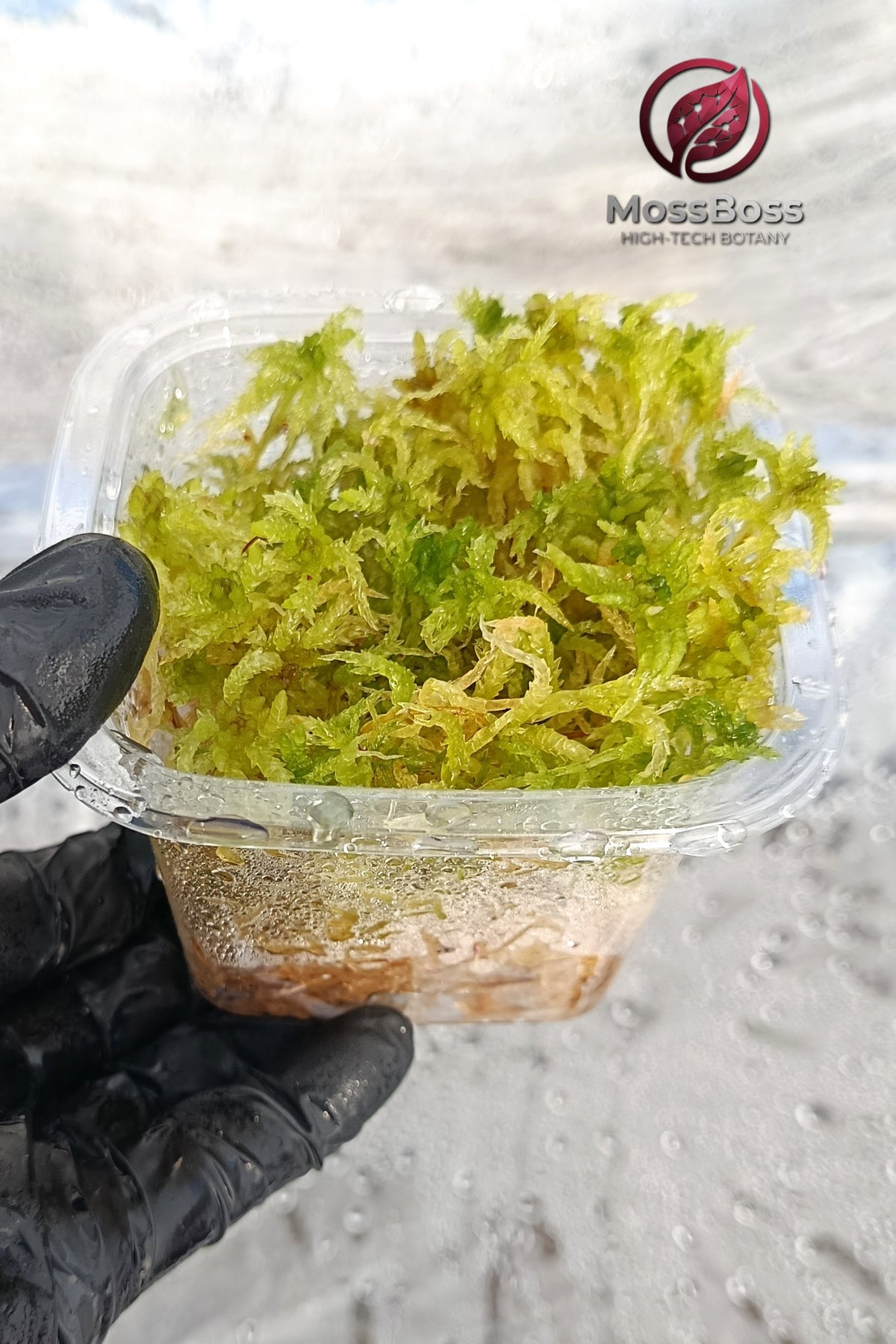 Growing Live Sphagnum bog Moss Micropropagated 