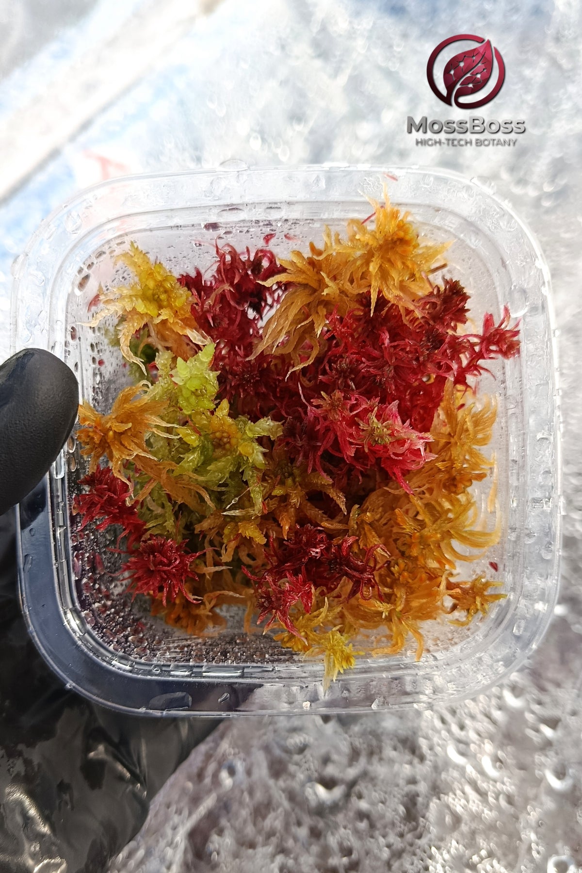 Red Yellow multicolor living sphagnum bog Moss Sustainable Micropropagated Clean and Pest Free best substrate for Closed Terrariums 