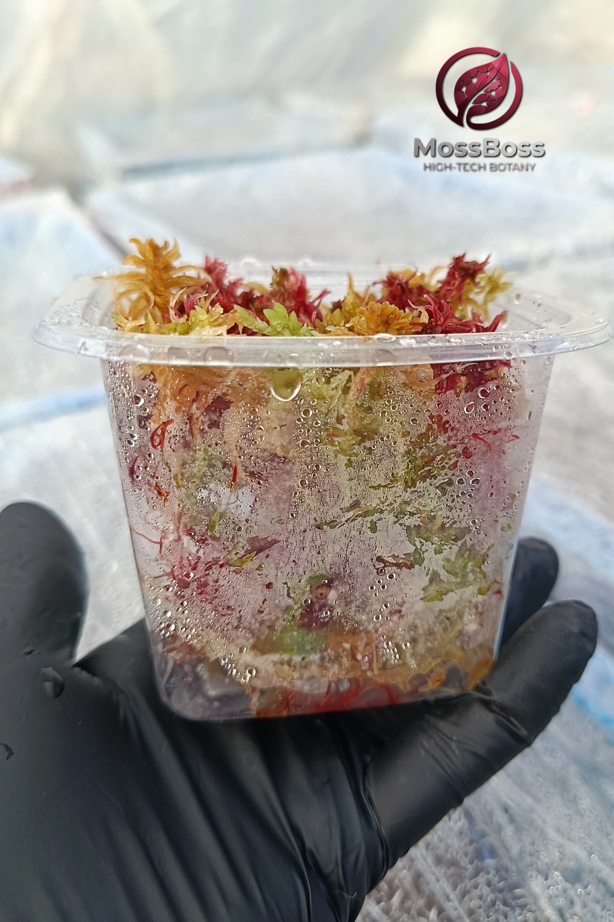 Mossarium Closed Terrarium with Live Sphagnum bog Moss Clean and Pest Free best bio substrate 