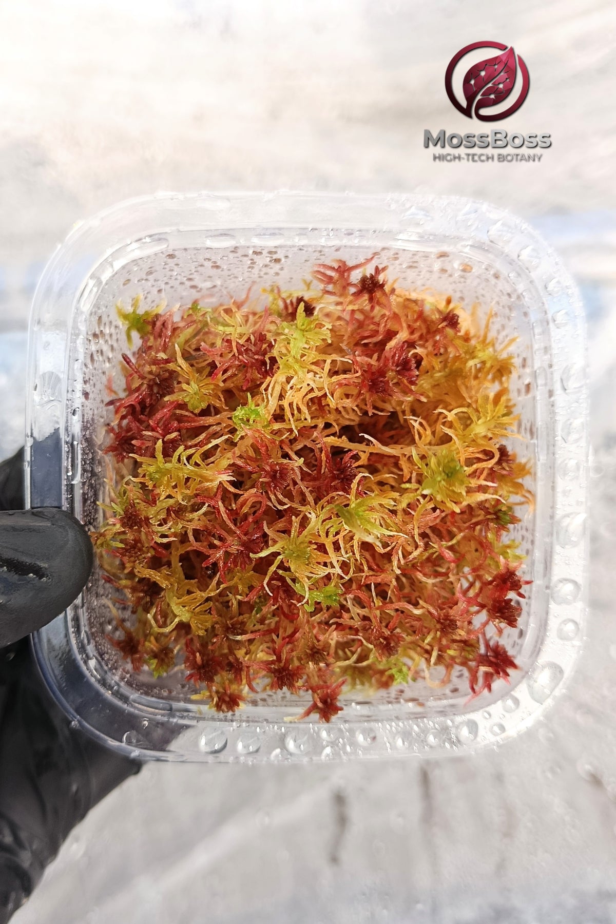 Micropropagated Red bog sphagnum Moss 
