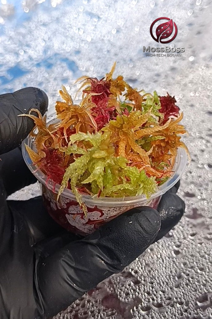 Red Yellow Green Fresh natural real Live Sphagnum bog Moss Sustainable Micropropagated Clean and Pest Free best bio substrate for Terrariums 