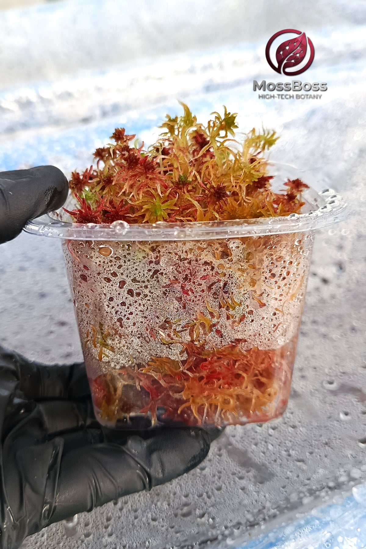 Micropropagated Clean and Pest Free Live red Sphagnum bog Moss Terrarium 