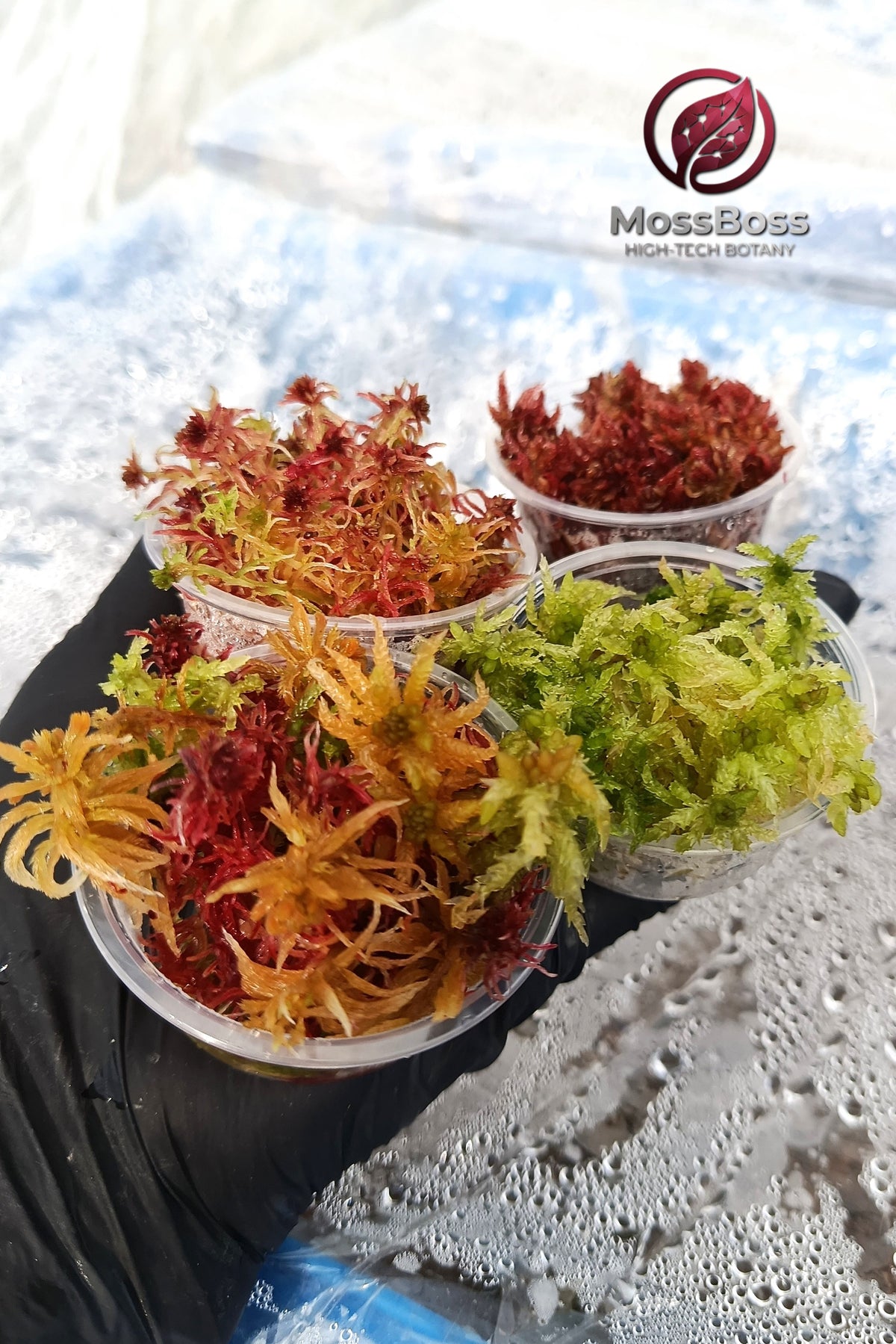 Grow Live Sphagnum bog Moss Sustainable Micropropagated Fresh natural red Yellow Green Clean and Pest Free best bio substrate for Closed Terrarium 