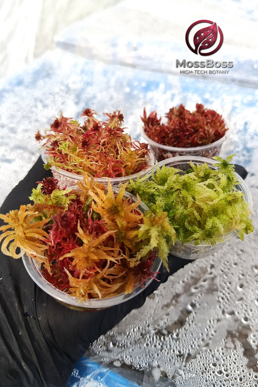 Grow Live Sphagnum bog Moss Sustainable Micropropagated Fresh natural red Yellow Green Clean and Pest Free best bio substrate for Closed Terrarium 