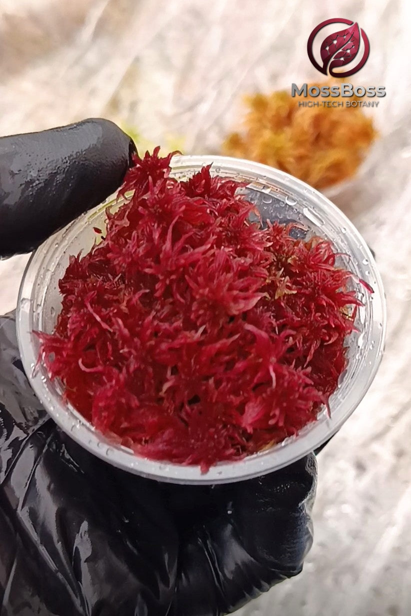 Red Fresh natural real Live Sphagnum bog Moss Clean and Pest Free Sustainable Micropropagated substrate for Moss Terrarium.