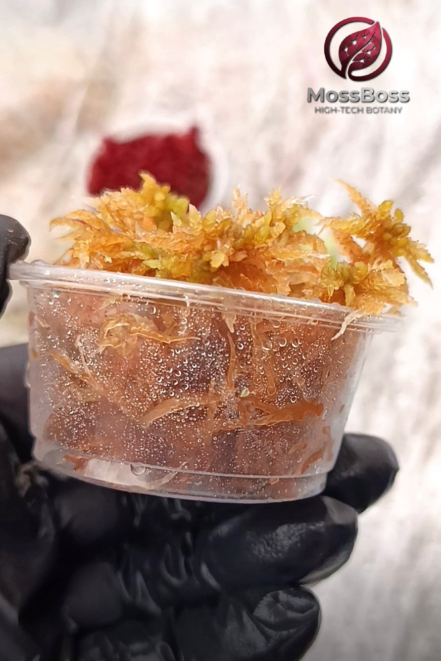 Sustainable Micropropagated Fresh natural real Live Sphagnum bog Moss Yellow Clean Pest Free best bio substrate for Terrariums.