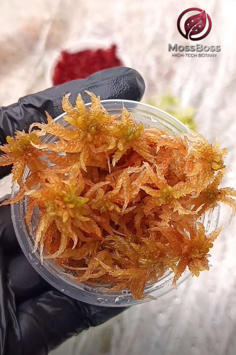 Yellow Live Sphagnum bog Moss Fresh natural real Sustainable Micropropagated Clean and Pest Free best bio substrate for Terrariums.