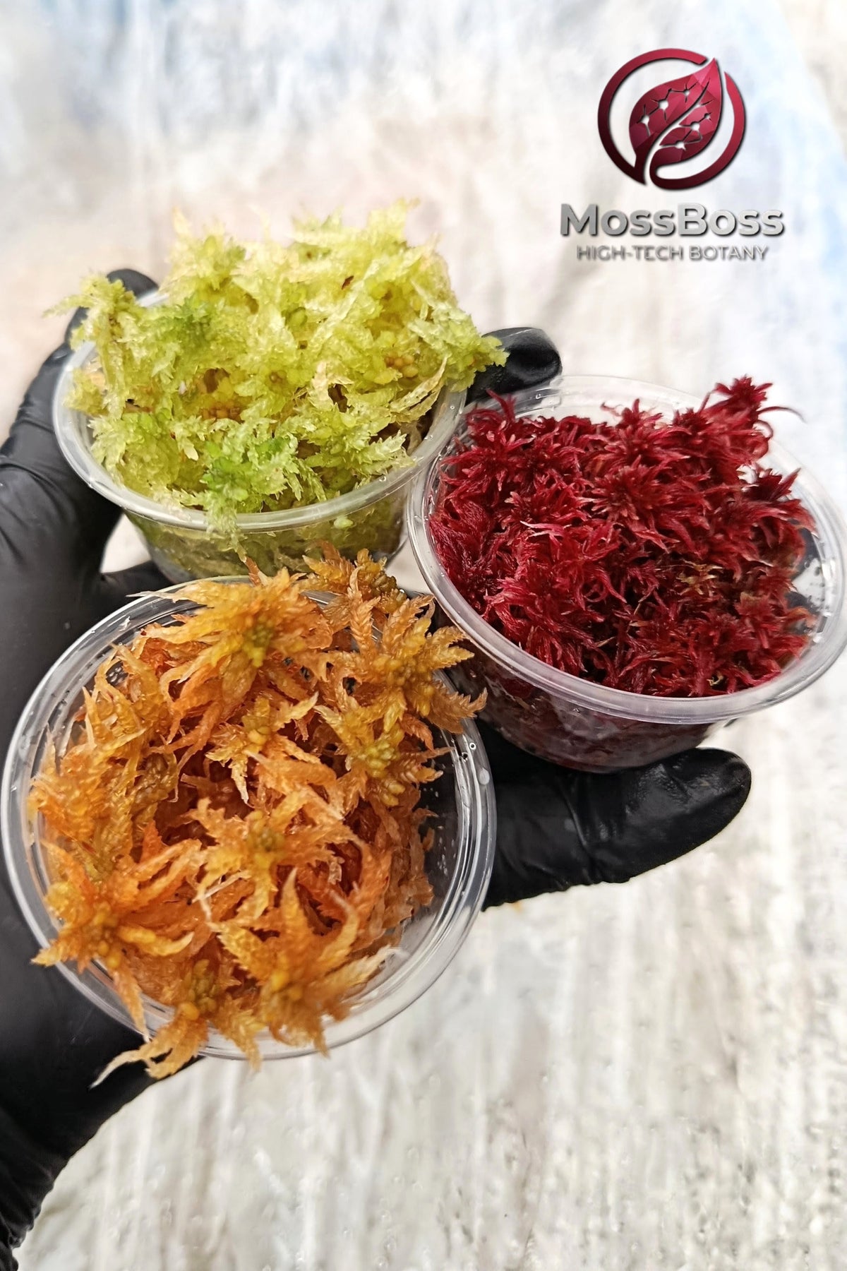  Grow Live Sphagnum bog Moss Fresh, natural,real,Red, Yellow, Green Sustainable Micropropagated Clean and Pest Free bio substrate for Closed Terrariums.