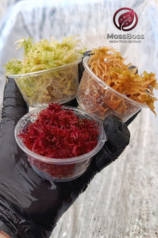 Live Sphagnum bog Moss Fresh natural red Yellow Green, Sustainable Micropropagated Clean and Pest Free best bio substrate for Closed Terrariums 
