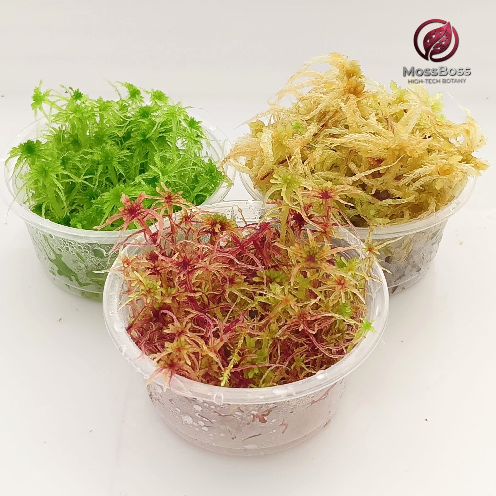 Live Sphagnum Moss Red Yellow Green Multicolor Sustainable Micropropagated Biotop MossBoss Terrarium 