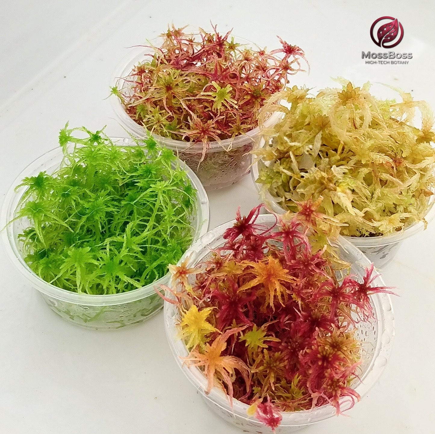 Live Sphagnum Moss Red Yellow Green Multicolor Sustainable Micropropagated MossBoss Biotop 