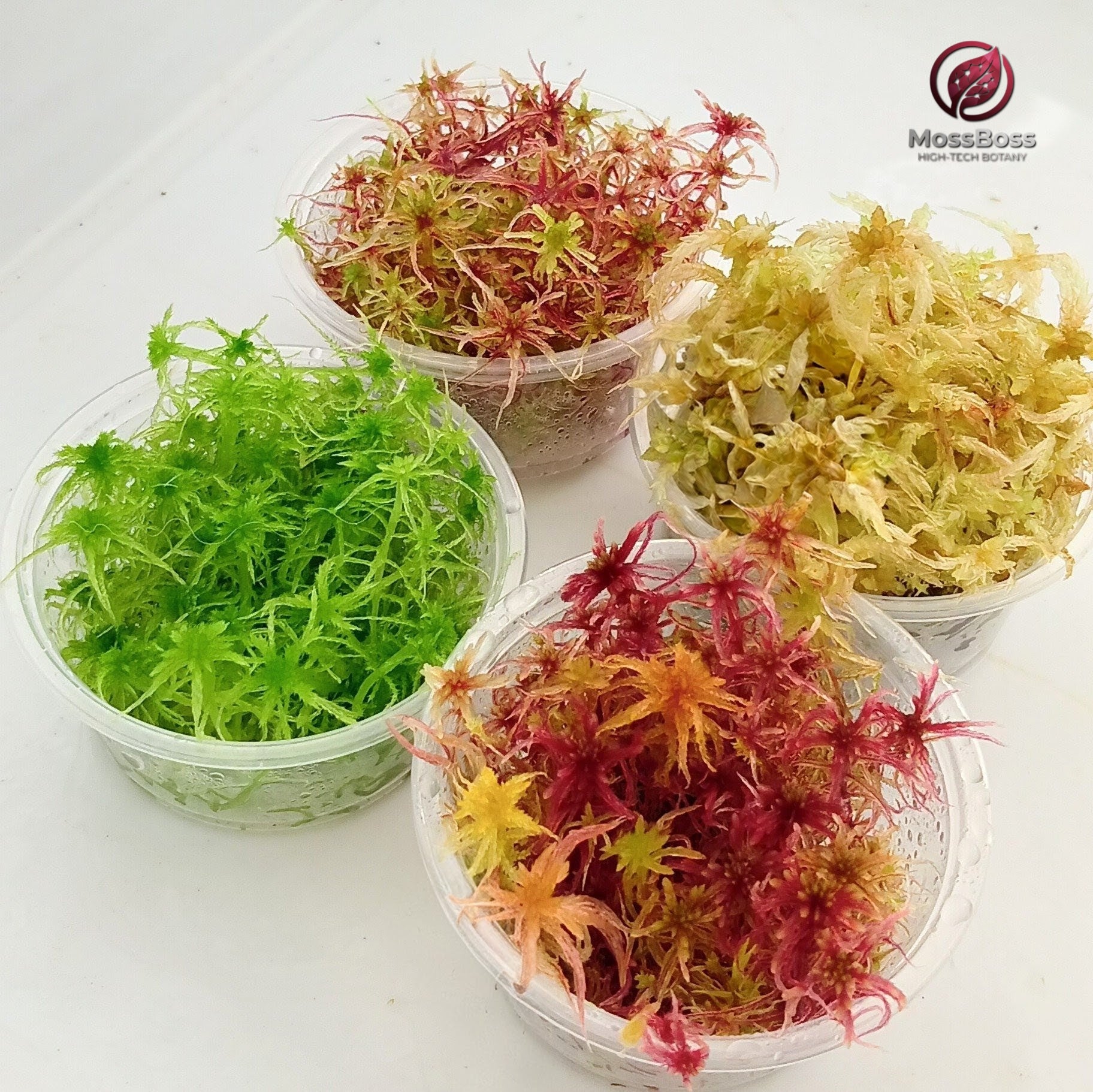 Live Sphagnum Moss Red Yellow Green Multicolor Sustainable Micropropagated MossBoss Biotop 