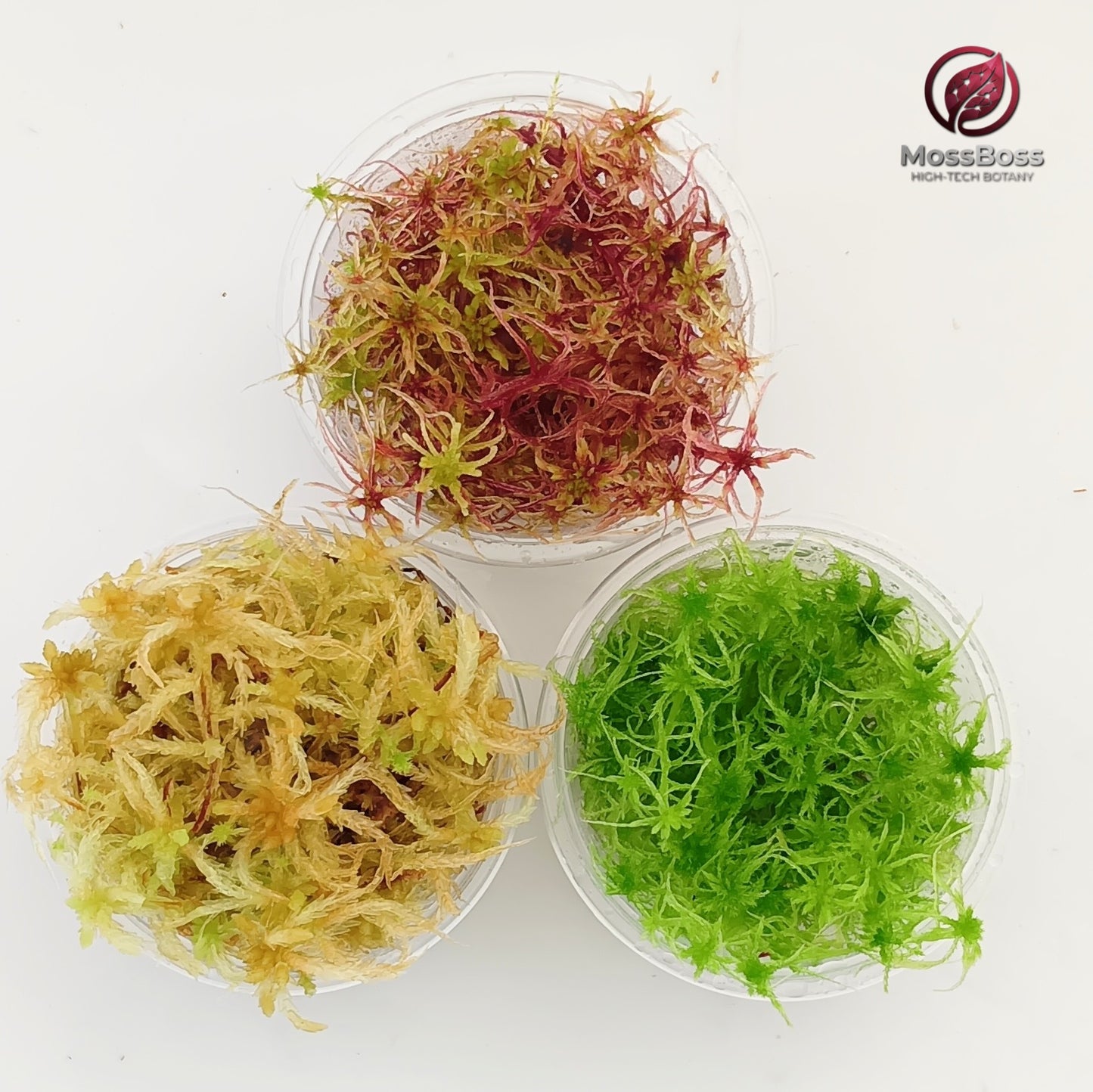 Sustainable Micropropagated Fresh real natural Live Sphagnum Moss bog Moss Biotop MossBoss 