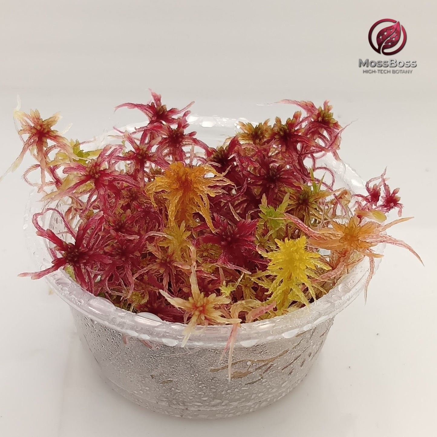 Mix Red Yellow Live Sphagnum Moss Sustainable Micropropagated MossBoss Biotop 