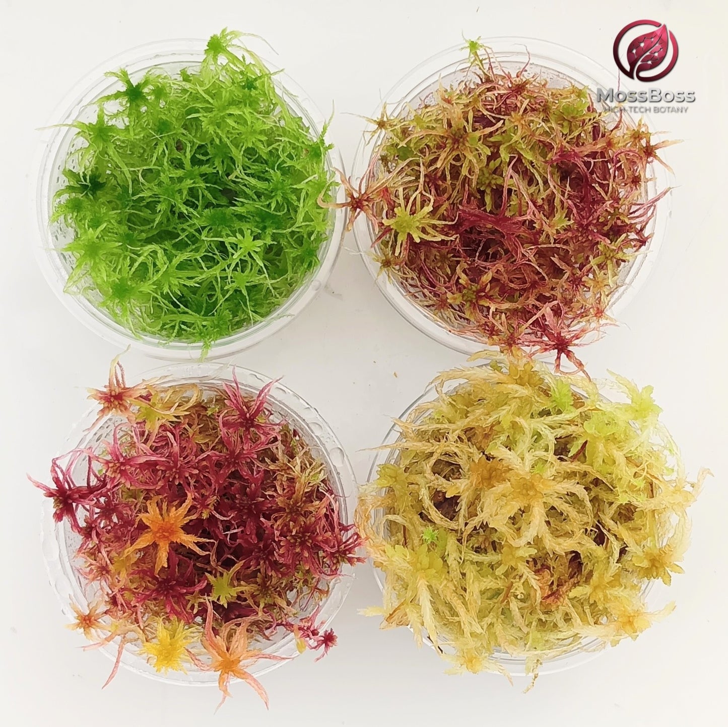 Red Yellow Green Multicolor Sustainable Micropropagated Live Sphagnum Moss Fresh natural real Biotop MossBoss 