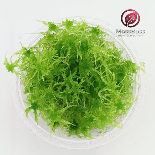 Green Live Sphagnum Moss Sustainable Micropropagated MossBoss 